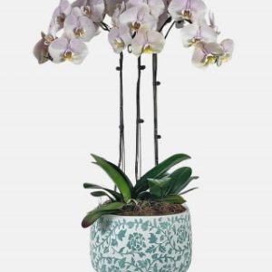 مدل‌های ترکیبی ارکیده با برگ اکالیپتوس