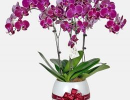 قیمت ارکیده با گلدان سفارشی طرح‌دار