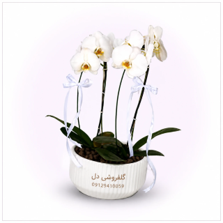 ارکیده سفید طبیعی در گلدان مدرن
