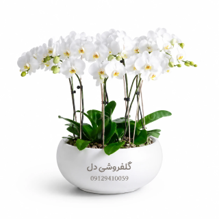 قیمت گلدان ارکیده امروز چقدر است؟