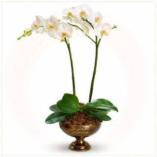 گل ارکیده طبیعی در گلدان دکوراتیو