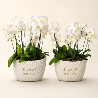 گلدان ارکیده برای تسلیت